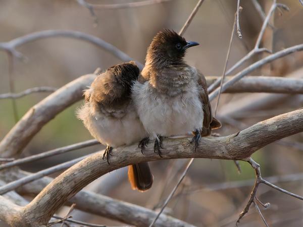 <h3><a href="/trips/tanzania/biota/animalia/chordata/aves/040 passeriformes/074 pycnonotidae/pycnonotus barbatus/pycnonotus barbatus-nl.html">Pycnonotus&nbsp;barbatus</a> / Common&nbsp;bulbul / Grauwe&nbsp;buulbuul</h3>OM-1 Mark II met OLYMPUS M.150-400mm F4.5 TC, 1/800 sec  bij F5.6, ISO 10000, afstand 15.1&nbsp;m